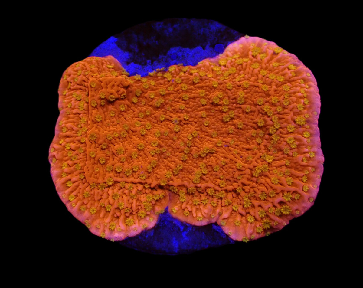 Montipora spp. Sunburst (frag)