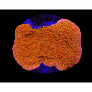 Montipora spp. Sunburst (frag)