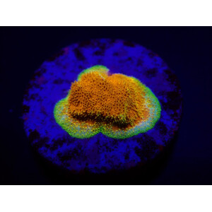 Psammocora spp. (Watermelon) (frag)