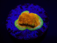 Psammocora spp. (Watermelon) (frag)