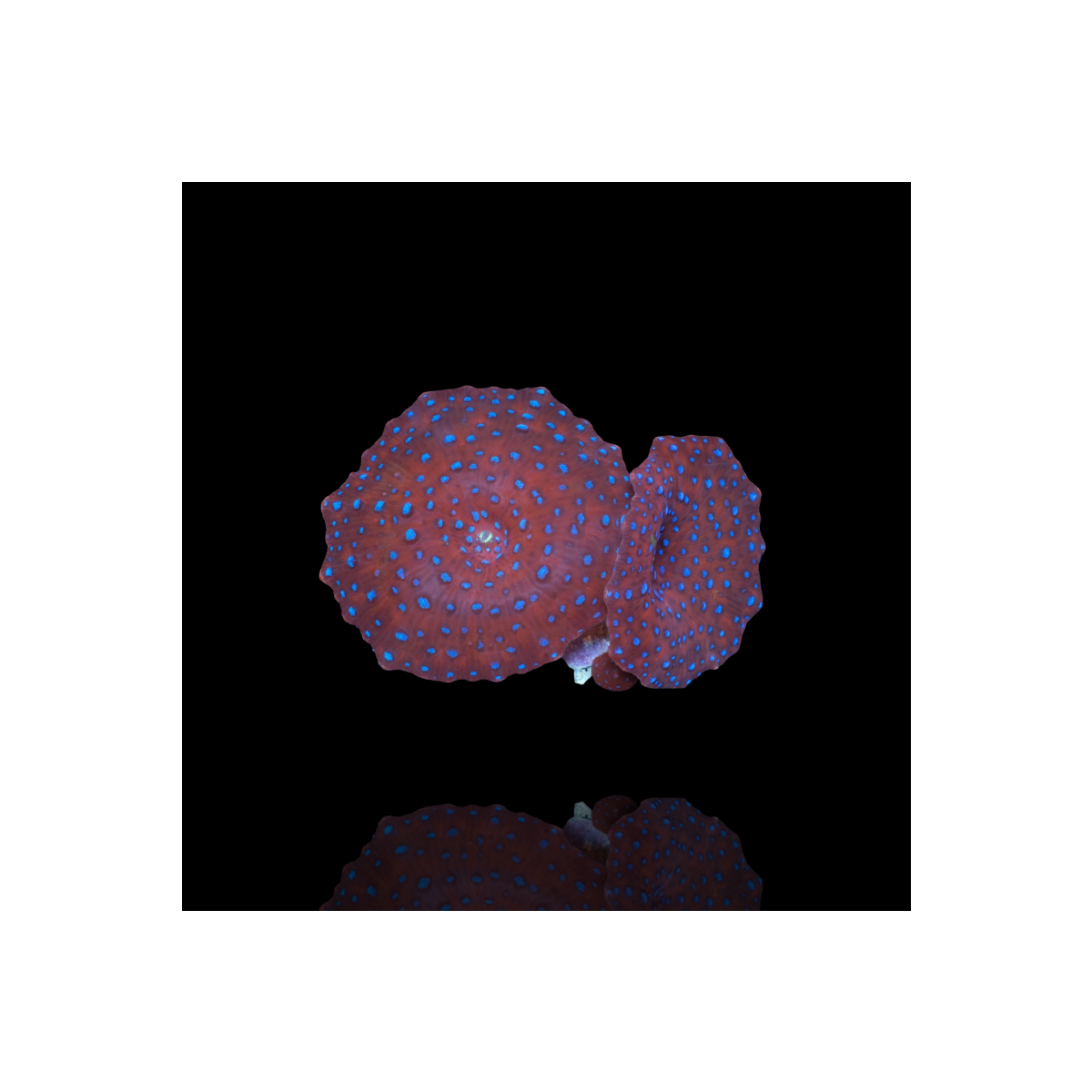 Discosoma Red with Blue Spots - per Ohr