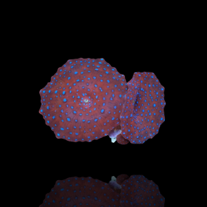 Discosoma Red with Blue Spots - per Ohr