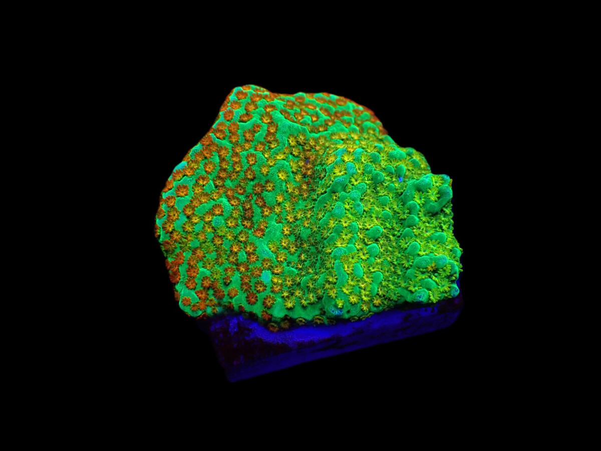 Montipora spp. Fruity Pebbles (frag) box