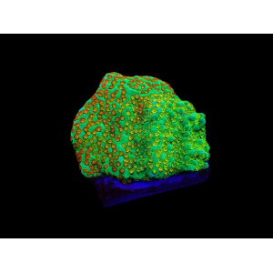 Montipora spp. Fruity Pebbles (frag)