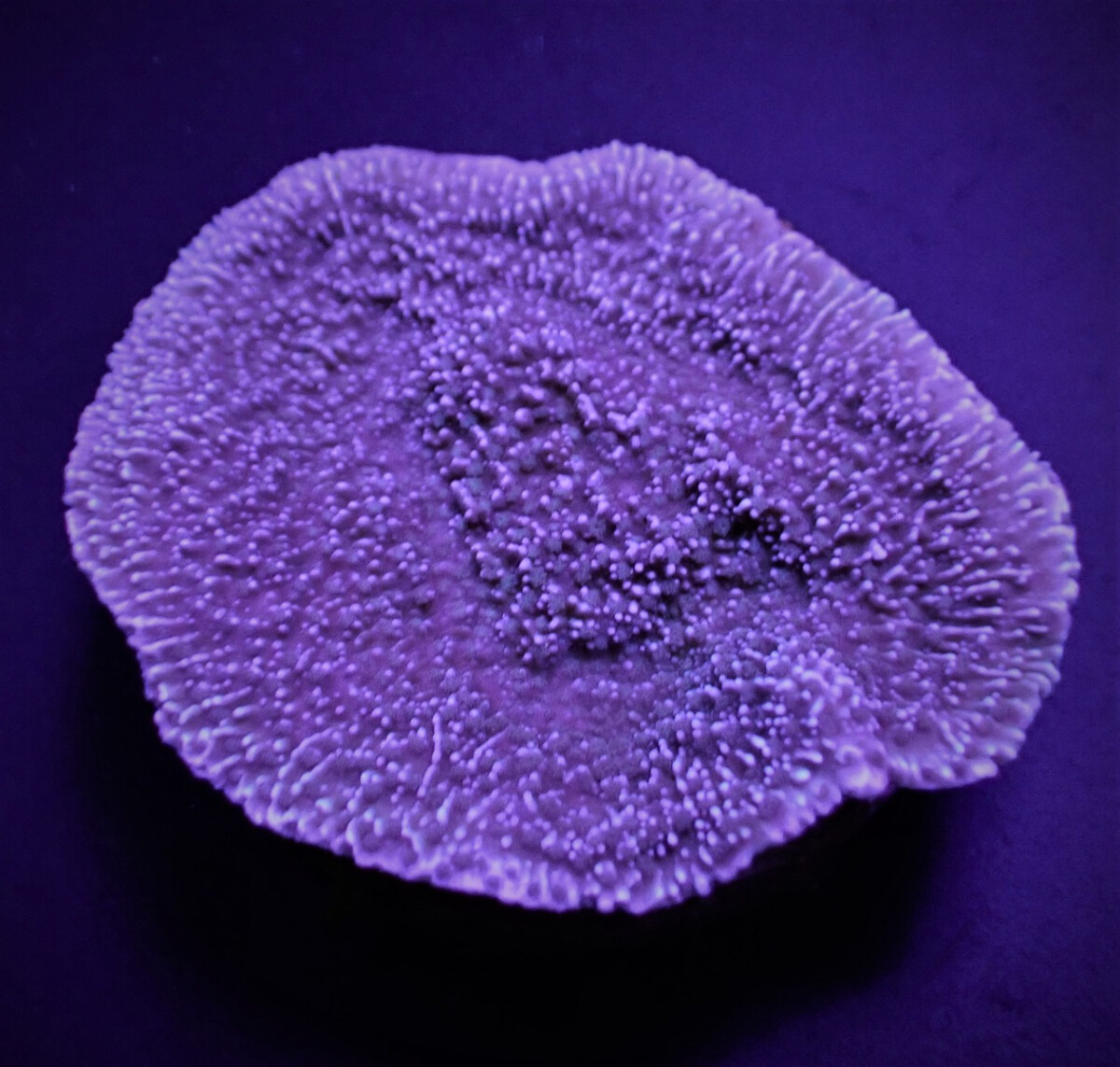 Montipora mollis. (Laminar) (Purple-Blue) (frag)