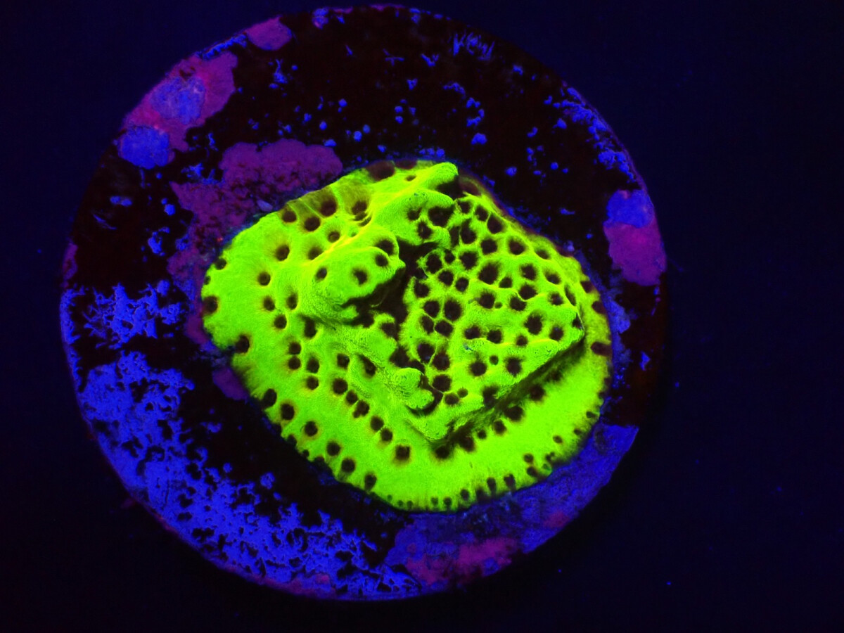 Montipora sp. Snake Venom (frag)