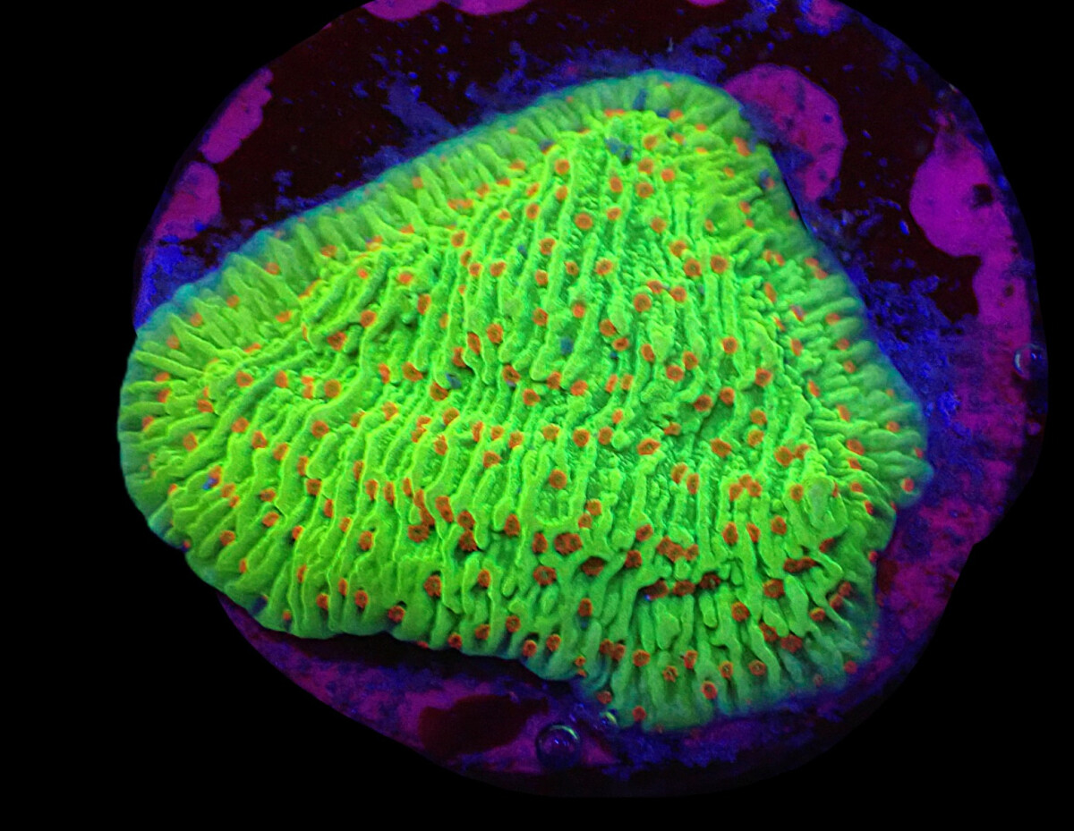 Montipora sp. Raspberry Lemonade (frag)