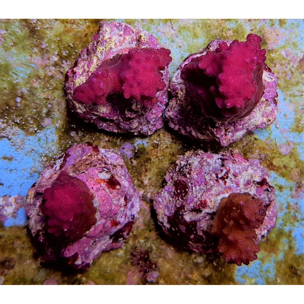Pocillopora eydouxi (Pink)