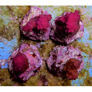 Pocillopora eydouxi (Pink)