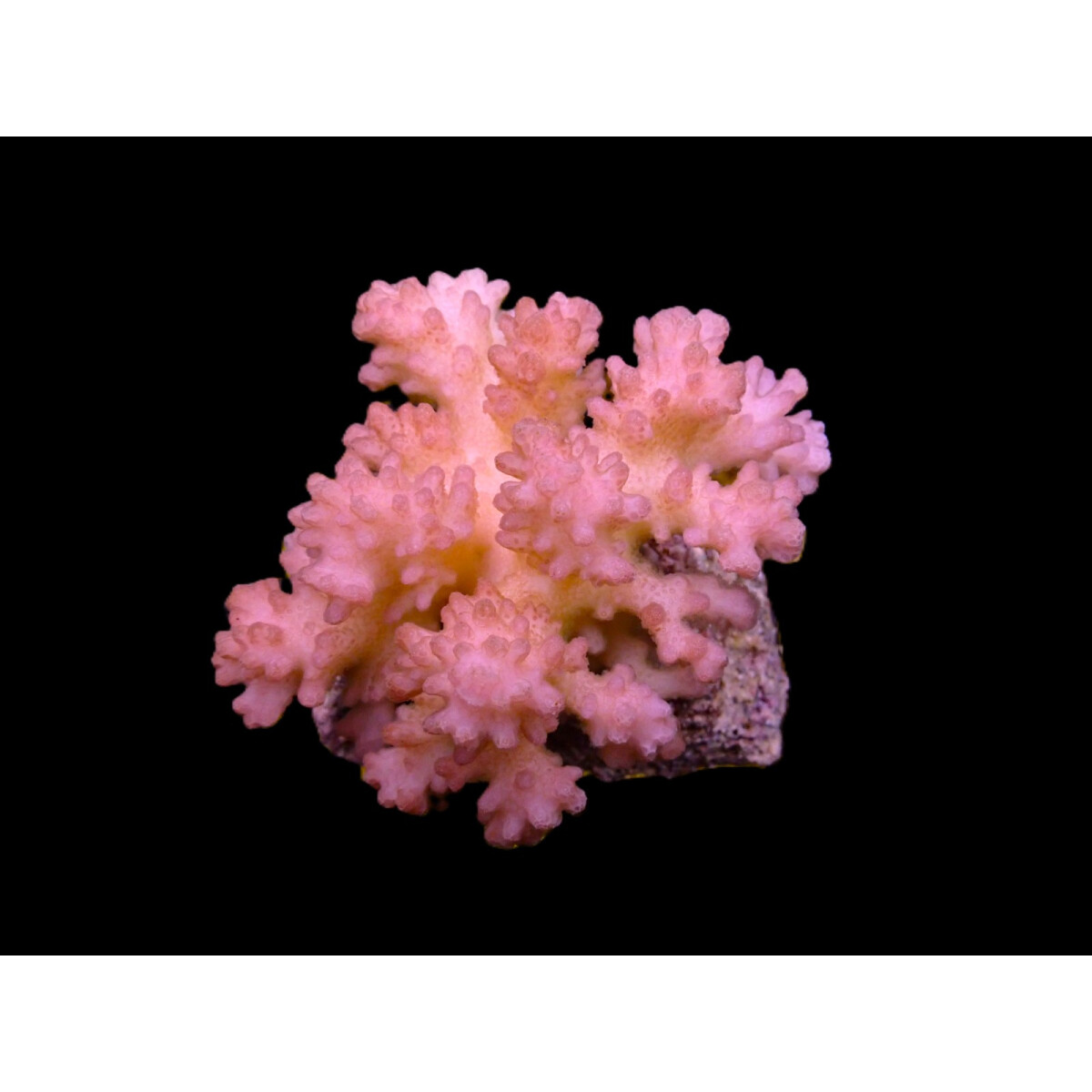 Pocillopora verrucosa (Pink) (frag)