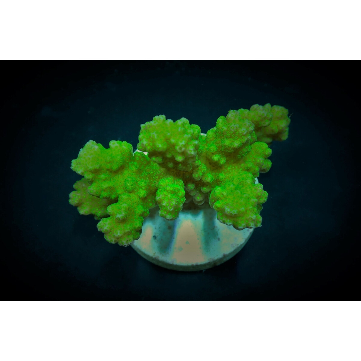 Pocillopora verrucosa (Yellow-Green) (frag)