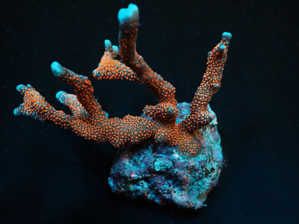 Montipora spp. (Branched) (Red polyp) (f box