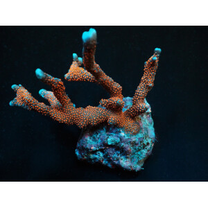 Montipora spp. (Branched) (Red polyp) (frag)