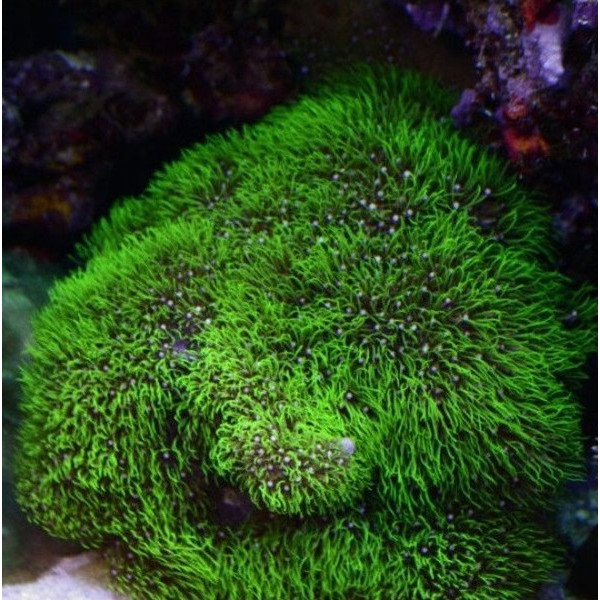 Briareum sp Green - Starburst Polyps