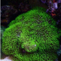 Briareum sp Green - Starburst Polyps