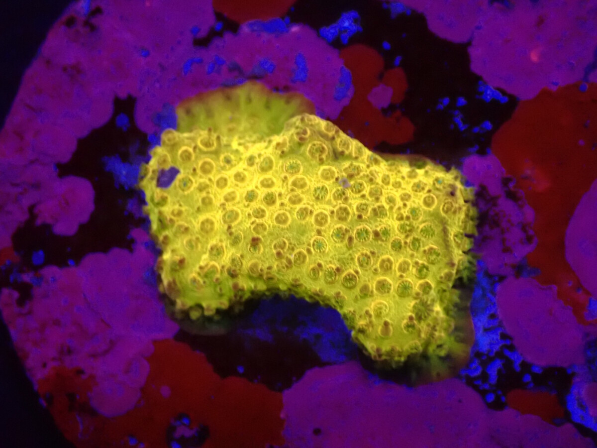 Stylocoeniella-Montipora spp. (24K) (frag)