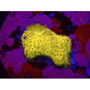 Stylocoeniella-Montipora spp. (24K) (frag)