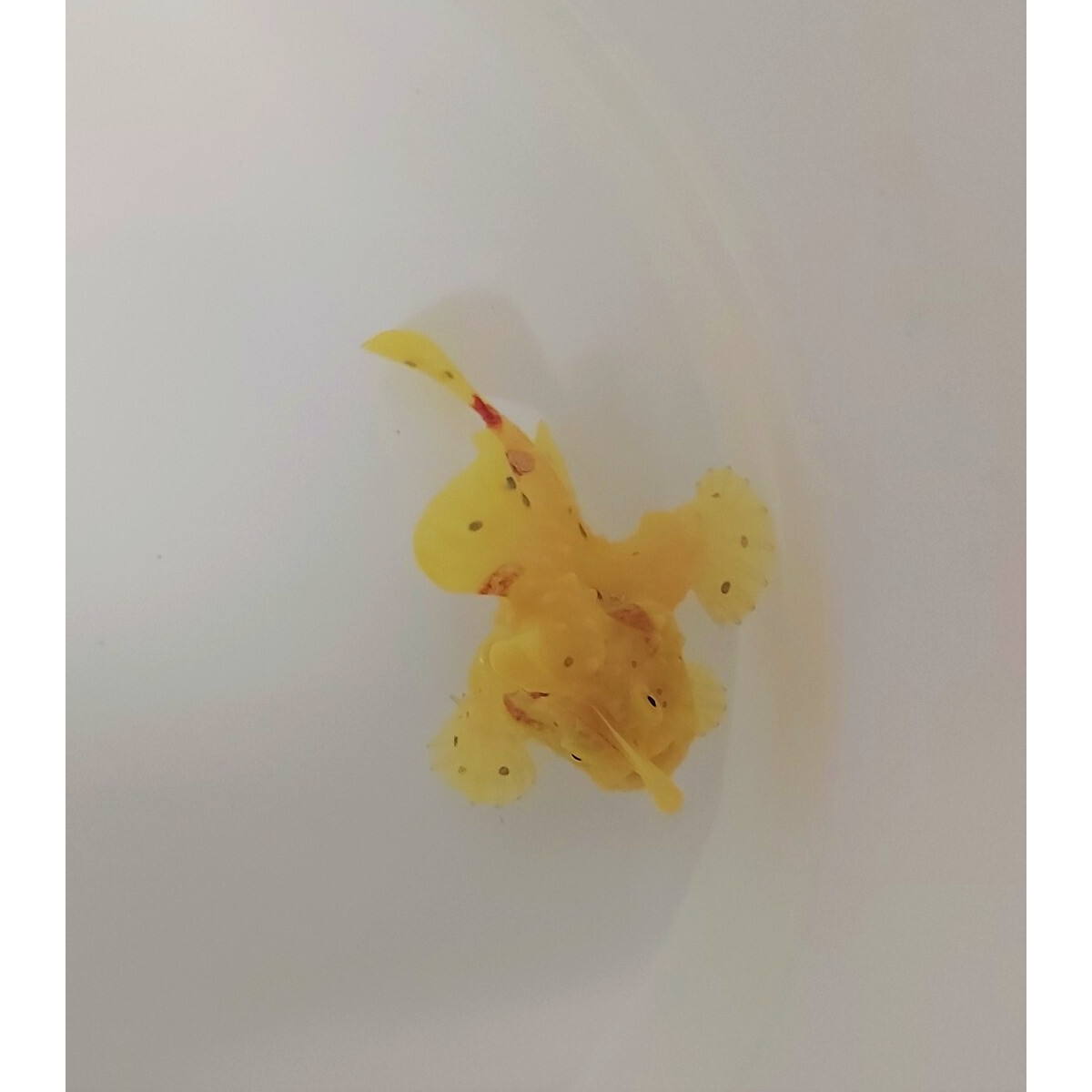 Antennarius spp. (Yellow)