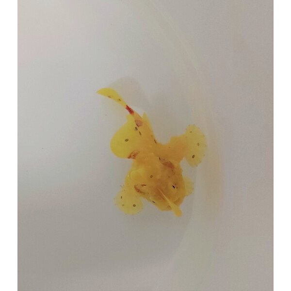 Antennarius spp. (Yellow)