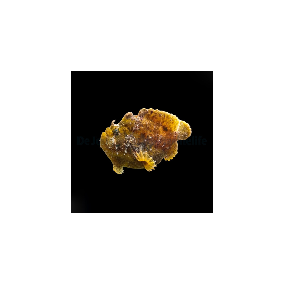 Antennarius spp. (Cream)
