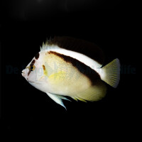 Apolemichthys griffisi - Griffis Kaiserfisch