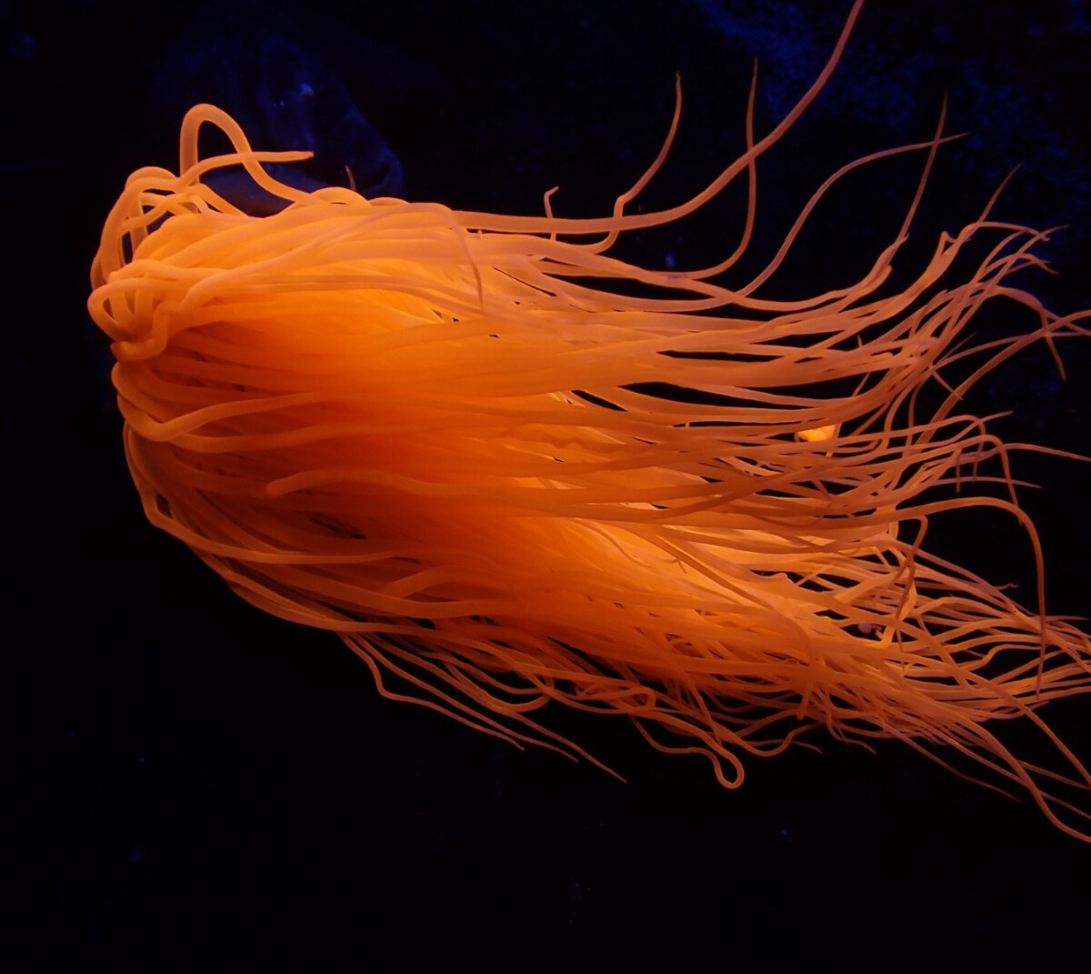 Pachycerianthus spp. (Orange) (XL)
