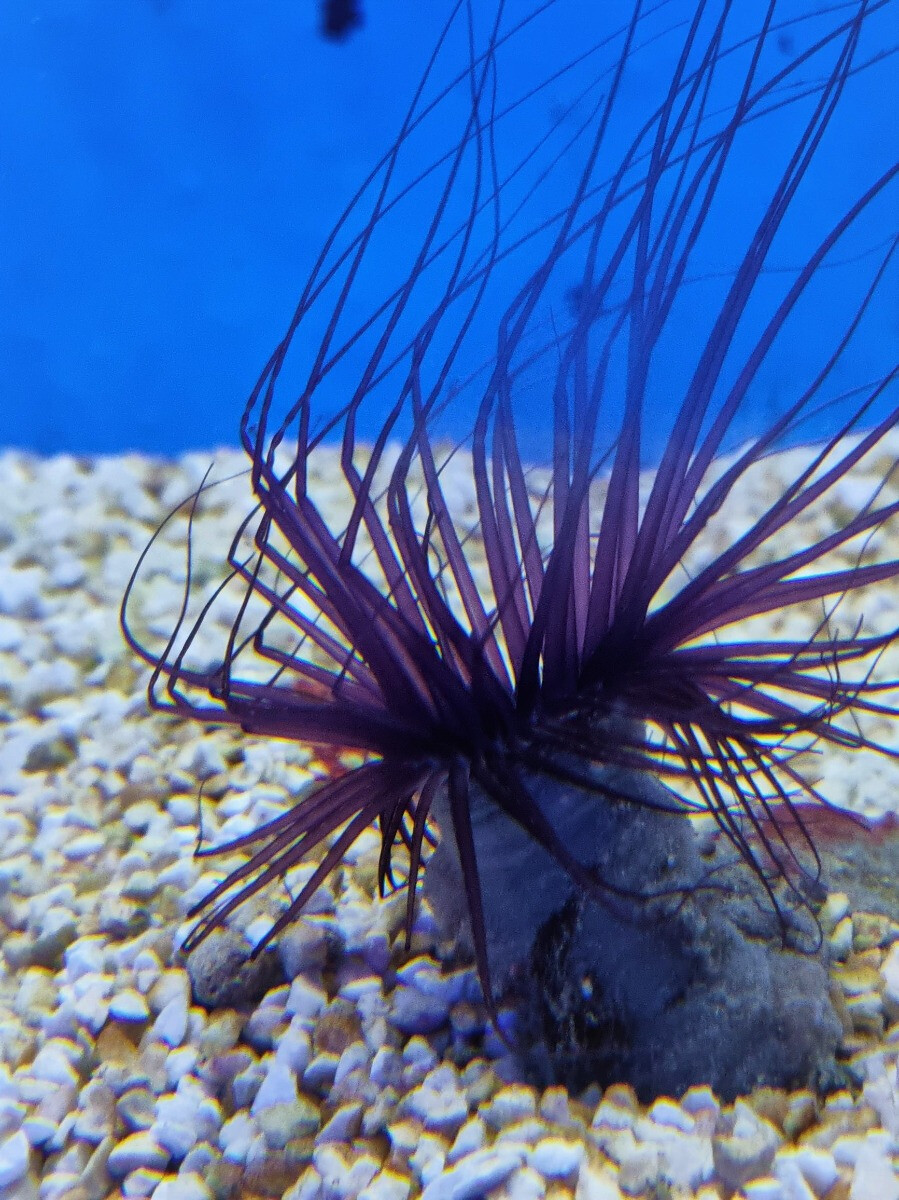 Pachycerianthus spp. (Dark)