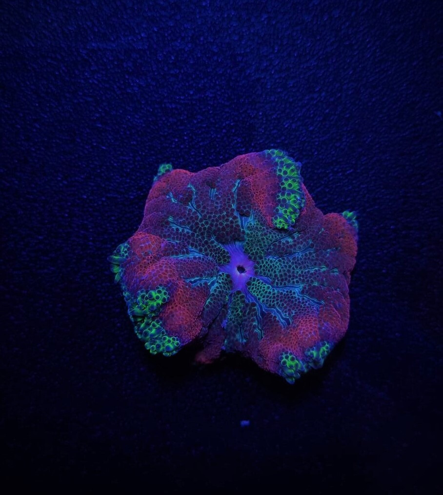Stichodactyla tapetum (Colored)