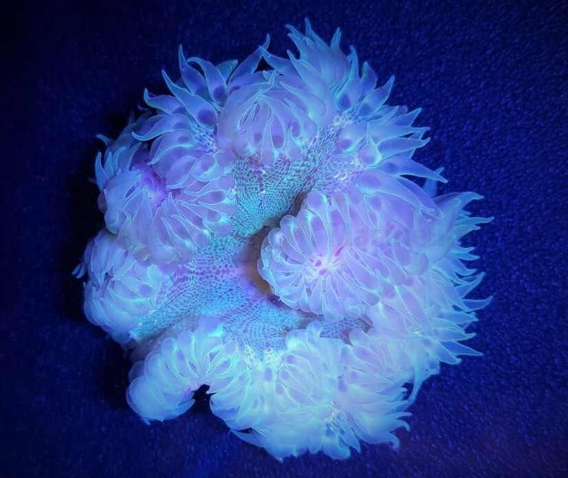 Epicystis crucifer - Korkenzieher Anemone