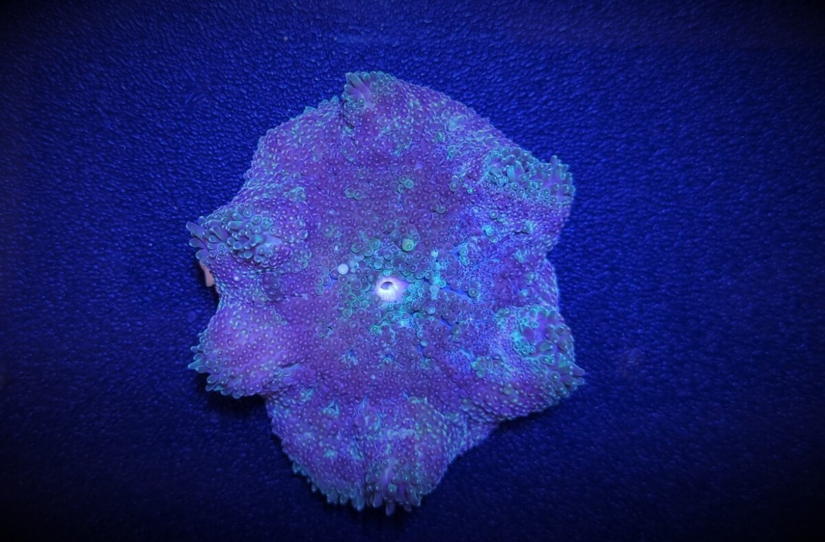 Stichodactyla tapetum - Mini Teppichanem box