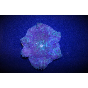 Stichodactyla tapetum - Mini Teppichanemone