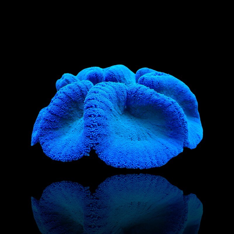 Stichodactyla Gigantea Blue - Blaue Teppichanemone