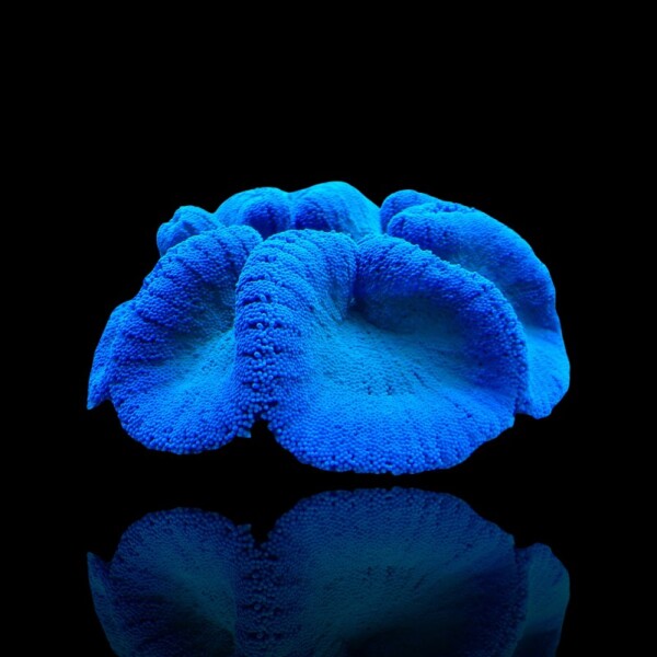 Stichodactyla Gigantea Blue - Blaue Teppichanemone