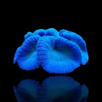 Stichodactyla Gigantea Blue - Blaue Teppichanemone