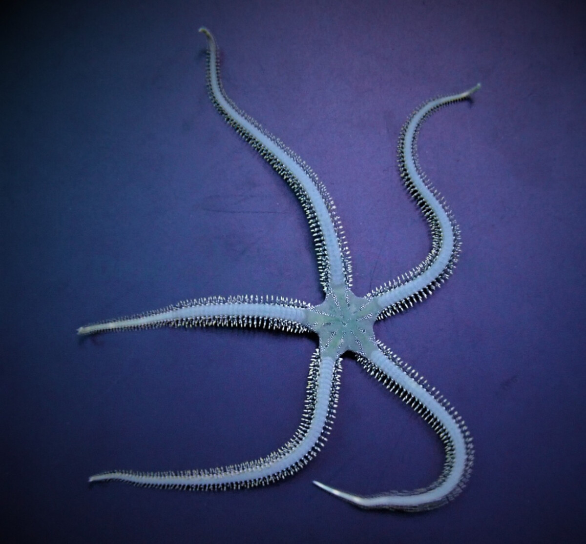 Ophiarachna incrassata - Grüner Sch box