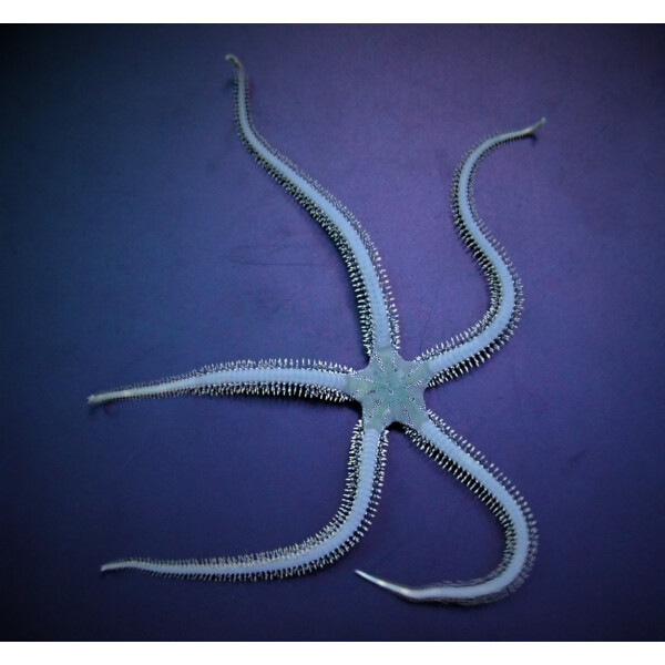 Ophiarachna incrassata - Grüner Schlangenstern