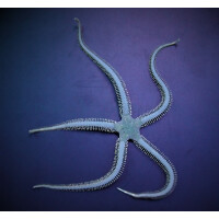 Ophiarachna incrassata - Grüner Schlangenstern