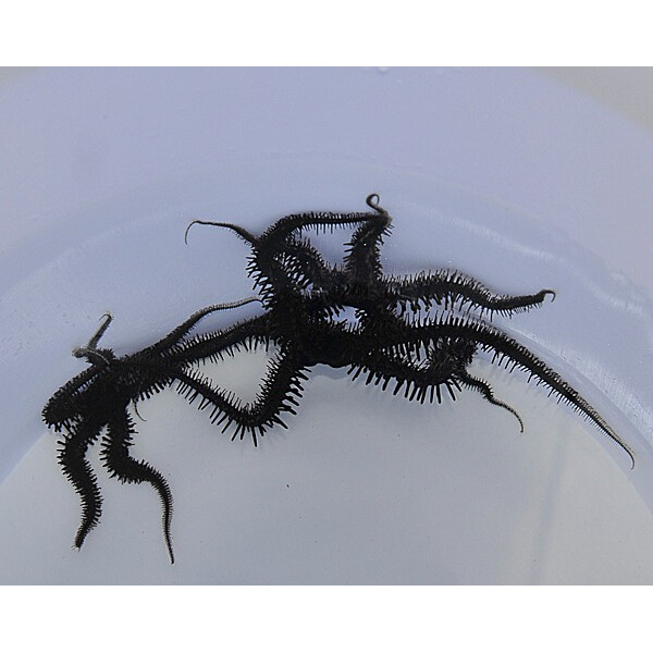 Ophiocoma spp. - Schwarzer Schlangenstern