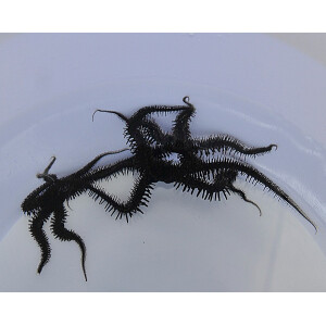 Ophiocoma spp. - Schwarzer Schlangenstern