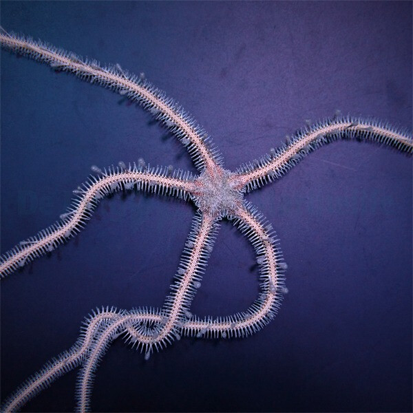 Ophiomastix annulosa - Haariger Schlangenstern