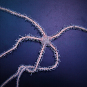 Ophiomastix annulosa - Haariger Schlangenstern