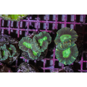 Caulastrea echinulata (frag)