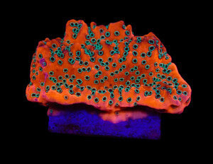 Montipora spp. (WWC Dragon Fruit) (frag)