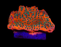 Montipora spp. (WWC Dragon Fruit) (frag)