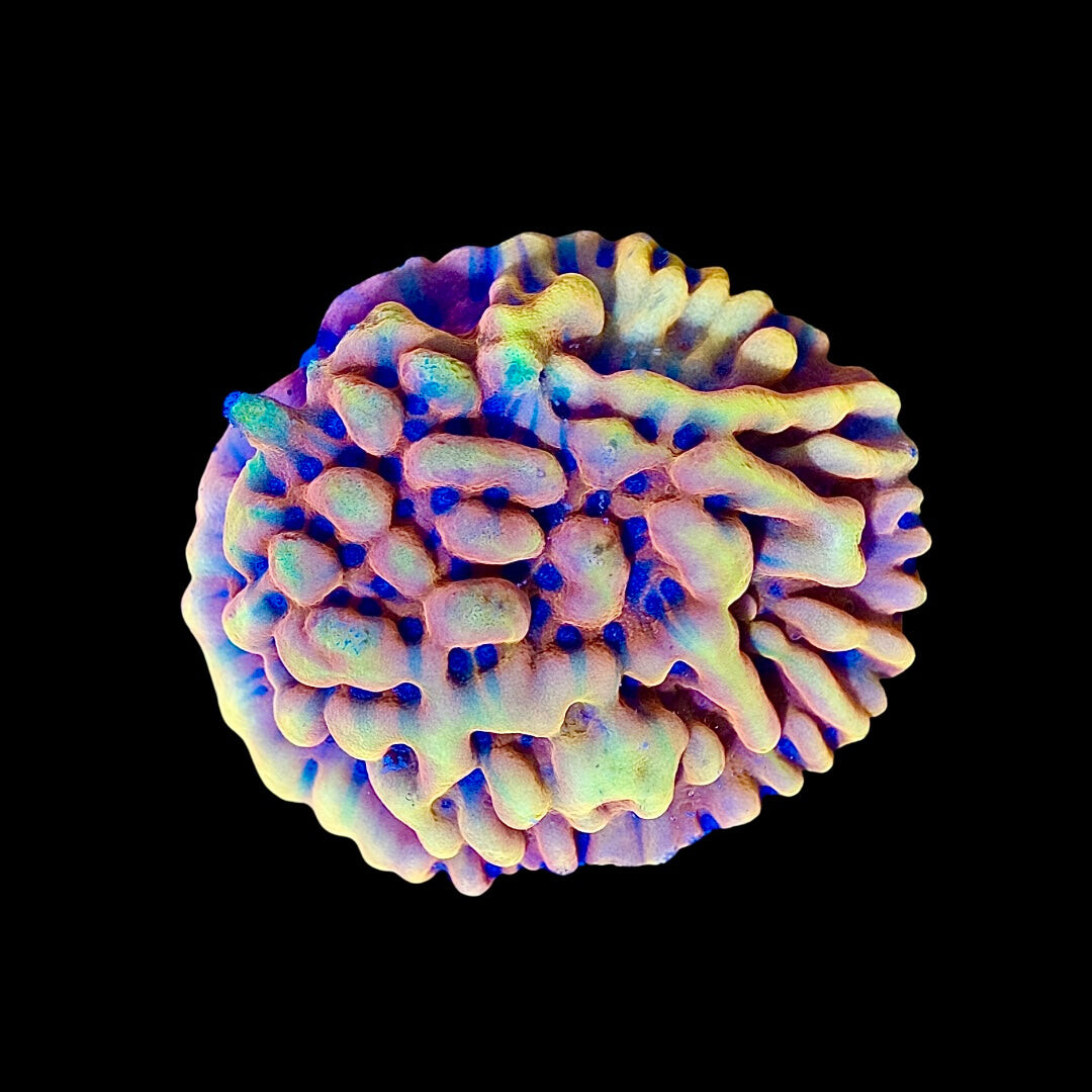 Montipora spp. Crazy T (frag)