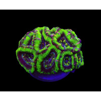 Acanthastrea lordhowensis (Green) (Premium) (frag)
