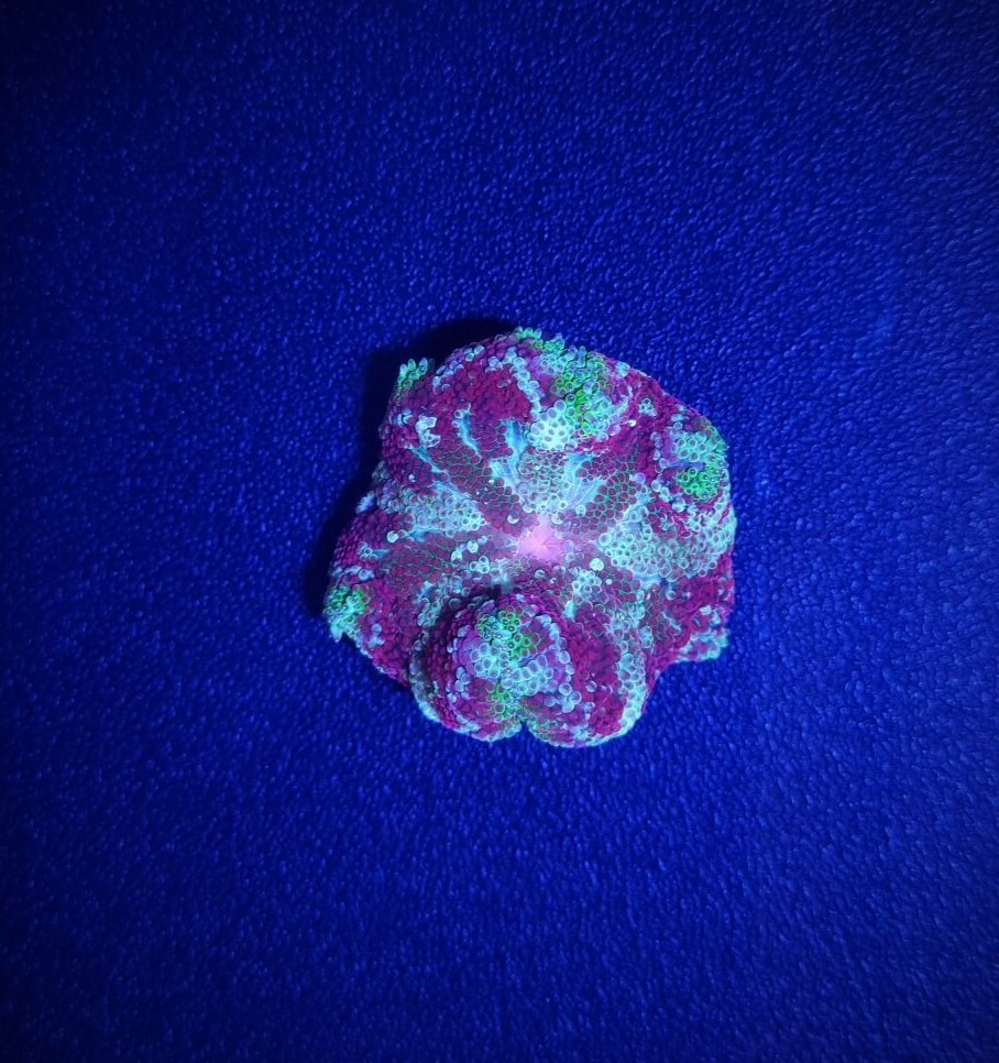 Stichodactyla tapetum (Colored)