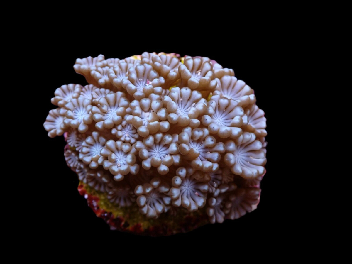 Alveopora spp. (frag)