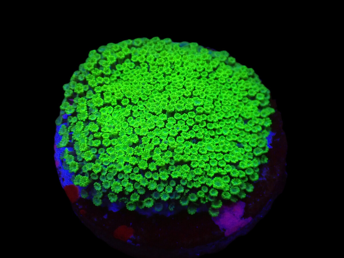 Alveopora spongiosa (Green) (frag)