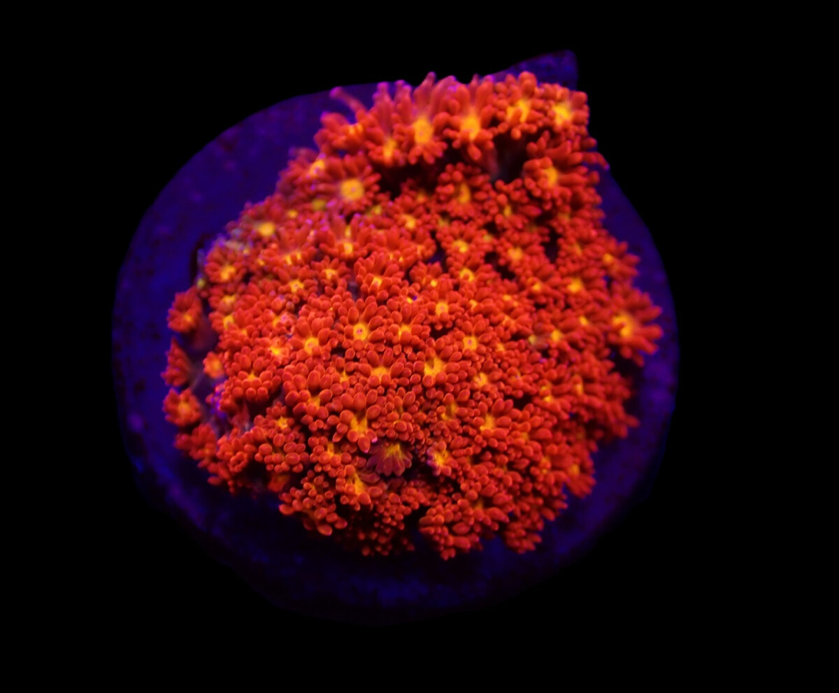 Goniopora spp. (Mickey Mouse) (frag)